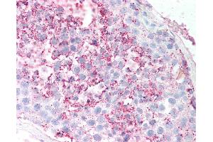 Anti-GPR18 antibody IHC of human testis, seminiferous tubule. (GPR18 抗体  (Extracellular Domain))