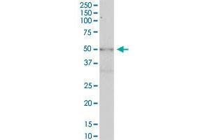 KIAA1627 MaxPab polyclonal antibody. (METTL14 抗体  (AA 1-456))