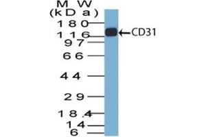 Western Blot of CD31 in THP-1 lysate using CD31 Mouse Monoclonal Antibody (C31. (CD31 抗体)