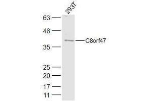 293T lysates probed with C8orf47 Polyclonal Antibody, Unconjugated  at 1:300 dilution and 4˚C overnight incubation. (C8orf47 抗体  (AA 1-100))