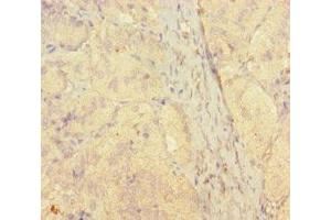 Immunohistochemistry of paraffin-embedded human adrenal gland tissue using ABIN7170686 at dilution of 1:100 (STAMBP 抗体  (AA 1-424))