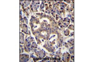 SPNS3 Antibody (C-term) (ABIN656612 and ABIN2845867) immunohistochemistry analysis in formalin fixed and paraffin embedded human pancreas tissue followed by peroxidase conjugation of the secondary antibody and DAB staining. (SPNS3 抗体  (C-Term))