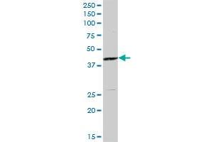 MAP2K4 MaxPab polyclonal antibody. (MAP2K4 抗体  (AA 1-399))