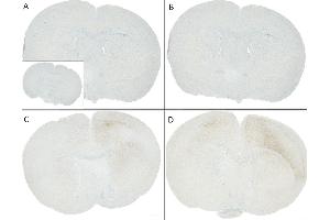C57/BL6 mice were injected with sonicated recombinant mouse alpha synuclein monomers or fibrils at 8 weeks of age. (SNCA 抗体  (pSer129) (HRP))