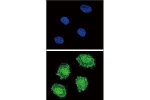 Confocal immunofluorescent analysis of SOCS1 Antibody (N-term) (ABIN652738 and ABIN2842489) with 293 cell followed by Alexa Fluor? (SOCS1 抗体  (N-Term))
