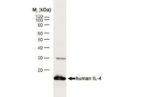 Western blot analysis of human IL-4 recombinant protein probed with RAT ANTI HUMAN INTERLEUKIN-4 (ABIN119373) followed by F(ab')2 RABBIT ANTI RAT IgG:HRP (SM1694A). (IL-4 抗体)