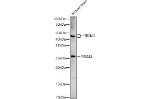 Western blot analysis of extracts of Mouse brain, using TREM2 antibody (ABIN6128834, ABIN6149482, ABIN6149483 and ABIN6214753) at 1:1533 dilution. (TREM2 抗体  (AA 19-160))