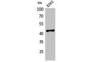 Western Blot analysis of K562 cells using ECA39 Polyclonal Antibody.