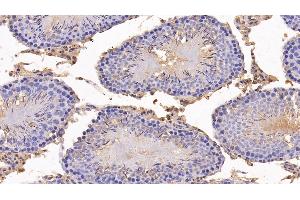 Detection of ANG in Rat Testis Tissue using Polyclonal Antibody to Angiogenin (ANG)