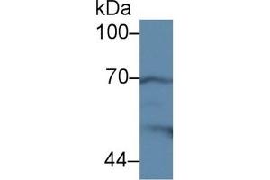 Detection of COX 2 in Mouse Stomach lysate using Polyclonal Antibody to Cyclooxygenase-2 (COX 2) (COX2 抗体  (AA 240-351))