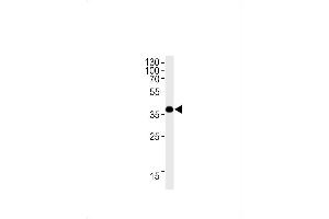 OR1L3 Antibody (C-term) (ABIN1881598 and ABIN2838441) western blot analysis in HepG2 cell line lysates (35 μg/lane). (OR1L3 抗体  (C-Term))