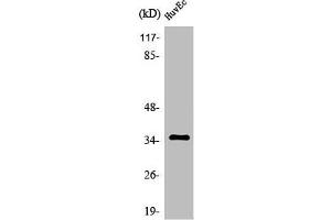 Western Blot analysis of MCF7 cells using Olfactory receptor 11G2 Polyclonal Antibody (OR11G2 抗体  (C-Term))