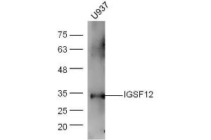 Human U937 lysates probed with Rabbit Anti-CD300A/C Polyclonal Antibody, Unconjugated  at 1:5000 for 90 min at 37˚C. (CD300A/ C (AA 20-70) 抗体)