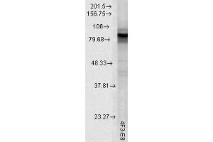 Western Blot analysis of Rat tissue lysate showing detection of Hsp90 protein using Mouse Anti-Hsp90 Monoclonal Antibody, Clone 4F3. (HSP90 抗体  (Biotin))