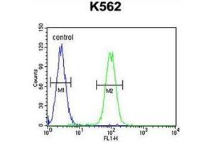 Flow cytometric analysis of K562 cells using DDX11 Antibody (C-term) Cat.