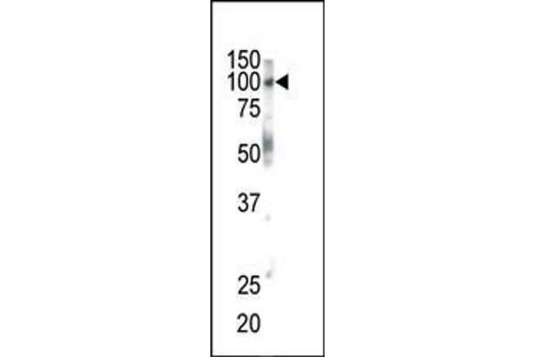 EPH Receptor B1 抗体  (C-Term)