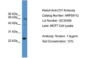 WB Suggested Anti-CD7  Antibody Titration: 0. (CD7 抗体  (Middle Region))