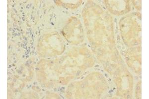 Immunohistochemistry of paraffin-embedded human kidney tissue using ABIN7158162 at dilution of 1:100 (LRRC31 抗体  (AA 1-300))