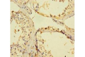 Immunohistochemistry of paraffin-embedded human testis tissue using ABIN7152548 at dilution of 1:100 (FANCD2 抗体  (AA 1-291))
