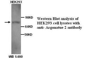 Image no. 1 for anti-Argonaute 2 (AGO2) antibody (ABIN790866) (AGO2 抗体)