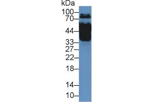 Western Blot; Sample: Rat Serum; Primary Ab: 2µg/mL Rabbit Anti-Rat MX1 Antibody Second Ab: 0. (MX1 抗体  (AA 400-652))