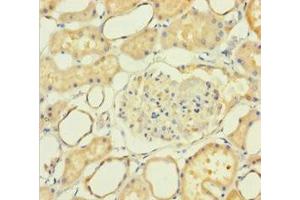 Immunohistochemistry of paraffin-embedded human kidney tissue using ABIN7161230 at dilution of 1:100 (NXPH2 抗体  (AA 23-264))