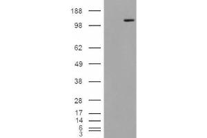 Western Blotting (WB) image for anti-Mannosidase, Alpha, Class 2A, Member 1 (MAN2A1) (Internal Region) antibody (ABIN2465922)