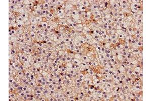 Immunohistochemistry of paraffin-embedded human adrenal gland tissue using ABIN7157107 at dilution of 1:100 (IDH3A 抗体  (AA 28-108))