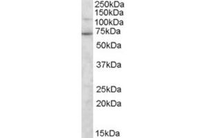 Western Blotting (WB) image for anti-Syntrophin, gamma 2 (SNTG2) (C-Term) antibody (ABIN2466346) (SNTG2 抗体  (C-Term))