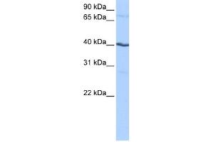 WB Suggested Anti-CSNK1G2 Antibody Titration: 0. (Casein Kinase 1 gamma 2 抗体  (N-Term))