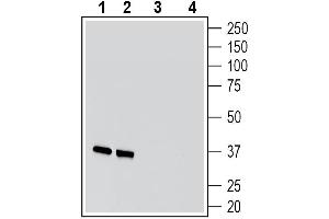 Western blot analysis of rat brain membranes (lanes 1 and 3) and mouse brain membranes (lanes 2 and 4):1-2.