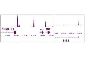 IRF-5 antibody (pAb) tested by ChIP-Seq. (IRF5 抗体  (N-Term))