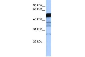 WB Suggested Anti-RAD18 Antibody Titration:  0. (RAD18 抗体  (Middle Region))