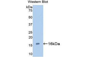 Western Blotting (WB) image for anti-Galectin 7 (LGALS7) (AA 1-136) antibody (ABIN1172743) (LGALS7 抗体  (AA 1-136))