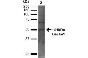 Western blot analysis of Human Embryonic kidney epithelial cell line (HEK293T) lysate showing detection of ~51 kDa Beclin 1 protein using Rabbit Anti-Beclin 1 Polyclonal Antibody (ABIN2868770). (Beclin 1 抗体  (C-Term) (HRP))
