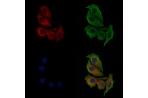 ABIN6258464 and ABIN6274298 staining HepG2 cells by IF/ICC.