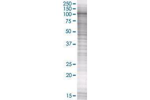 RAPGEF4 transfected lysate (RAPGEF4 293T Cell Transient Overexpression Lysate(Denatured))