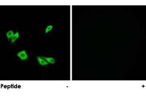 Immunofluorescence analysis of HepG2 cells, using DAB1 polyclonal antibody . (DAB1 抗体)