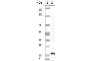 Western blot analysis using FGF2 mouse mAb against truncated FGF2 recombinant protein.