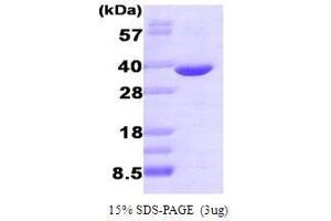 Figure annotation denotes ug of protein loaded and % gel used.