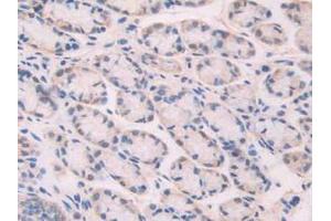 IHC-P analysis of Mouse Stomach Tissue, with DAB staining. (XDH 抗体  (AA 231-416))