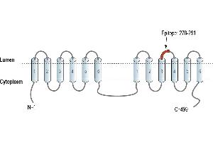 anti-Transmembrane Protein 175 (TMEM175) (AA 278-291), (Loop 4), (Lumenal Region) antibody