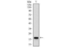 Western blot analysis using mSplunc2 mAb against human mSplunc2 (AA: ) recombinant protein.