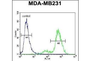 SYCE2 Antibody (N-term) (ABIN654371 and ABIN2844127) flow cytometric analysis of MDA-M cells (right histogram) compared to a negative control cell (left histogram). (SYCE2 抗体  (N-Term))