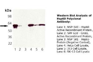 Western Blotting (WB) image for anti-Heat Shock 60kDa Protein 1 (Chaperonin) (HSPD1) antibody (ABIN615267) (HSPD1 抗体)
