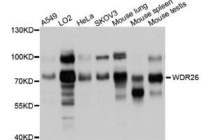 Western blot analysis of extracts of various cell lines, using WDR26 antibody (ABIN4905620) at 1:1000 dilution. (WDR26 抗体)