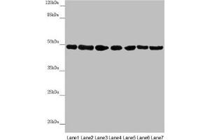 Western blot All lanes: UQCRC2 antibody at 2. (UQCRC2 抗体  (AA 224-453))