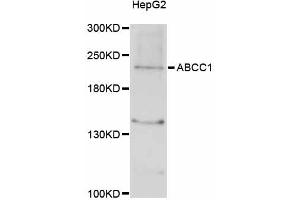 Western blot analysis of extracts of HepG2 cells, using ABCC1 antibody (ABIN5997171) at 1/1000 dilution. (ABCC1 抗体)