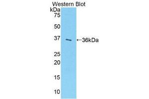 Western Blotting (WB) image for anti-Sulfotransferase Family, Cytosolic, 1A, Phenol-Preferring, Member 1 (SULT1A1) (AA 3-291) antibody (ABIN1860345) (SULT1A1 抗体  (AA 3-291))