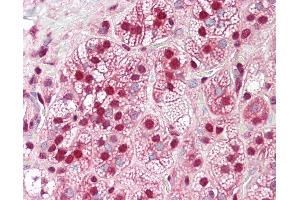 Anti-HnRNP K antibody IHC of human adrenal. (HNRNPK 抗体  (AA 380-430))